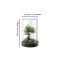 Circular Desktop Aquarium | Plug-and-Play Aquatic Wonderland 16*20cm